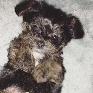 Meet your Posher, Toni